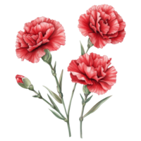 Beautiful carnation flowers in vibrant pink tones isolated on a clean transparent background for decorative use, Carnation flowers isolated on transparent background png