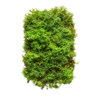 Vibrant green moss isolated on a transparent background showcasing its lush texture and vibrant color, Green moss isolated on transparent background png