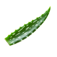 Vibrant aloe vera leaf on a transparent background, perfect for health and wellness applications, fresh green aloe vera leaf on transparent backgroundfile png