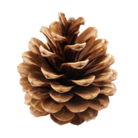 Pine cone resting on a clean transparent background, showcasing its natural texture and shape in a simple setting, Pine cone isolated on transparent background png