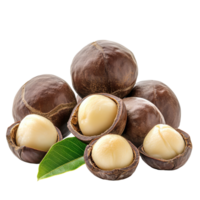 Fresh macadamia nuts and shells displayed isolated on a clean transparent background for culinary use, fresh macadamia nuts isolated on transparent background png