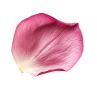 Closeup of a delicate pink lotus petal resting on a transparent background, showcasing intricate textures and natural beauty, Closeup on lotus petal on transparent background png