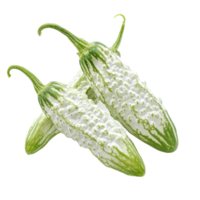 Fresh transparent bitter cucumbers displayed on a clean transparent background for culinary inspiration and healthy eating options, transparent bitter cucumber on transparent background png