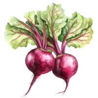 Fresh beetroots with vibrant greens isolated on a transparent background suitable for design and recipes, beetroot vegetables isolated on transparent background png
