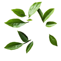 Andrographis paniculata powder and green leaves arranged artistically for herbal remedy display, Kariyat or Andrographis paniculata powder and green leaves on transparent background png