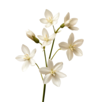 Trachelium flowers displayed on a transparent background showcasing their delicate petals and unique structure, trachelium flowers isolated on transparent background png