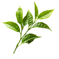 Fresh green tea leaves isolated on a transparent background showcasing their vibrant color and unique shape, Green tea leaves isolated on transparent background png