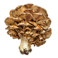 Detailed view of raw maitake mushroom, also known as Grifola frondosa, on a transparent background for culinary uses, maitake mushroomgrifola frondosa isolated on transparent background png