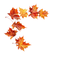 Autumn maple leaves in vibrant shades of orange gracefully arranged on a transparent background, autumn maple branch leaves in top left corner edge transparent background isolated on solid transparent png