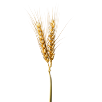 Wheat ear with grains isolated against a solid transparent background for agricultural and culinary use, wheat ear isolated on solid transparent background png