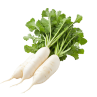 Fresh daikon radishes with green leaves on a transparent background showcasing their natural characteristics and healthy appearance, Daikon radishes isolated on transparent background png