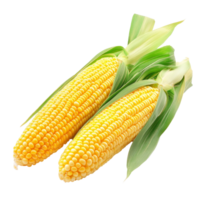 Fresh, vibrant corn on the cob isolated against a transparent background, showcasing its natural color and texture for culinary inspiration, red torn paper isolated on transparent background png