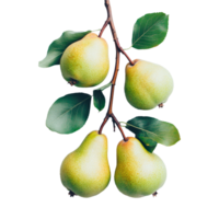 Delicious ripe pears hanging on a branch with leaves against a clean transparent background, Branch of delicious Pear on whtie background cutouts png