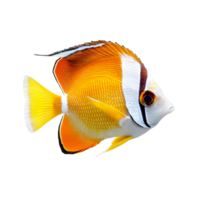Clarion Butterflyfish swimming gracefully against a transparent backdrop showcasing its vivid colors and distinct features, Clarion Butterflyfish Isolated on transparent background png