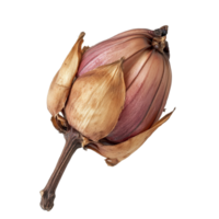 Kaempferia plant closeup on a transparent background showcasing its unique bulbous structure and natural textures, Kaempferia on transparent background png
