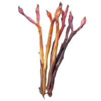 Fresh fingerroot Kaempfer Boesenbergia displayed on a clean transparent background for culinary and medicinal uses, Fingerroot, Kaempfer, Boesenbergia in on transparent background png