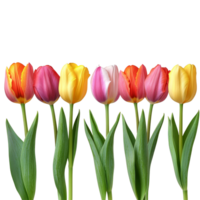 A vibrant row of colorful tulip flowers showcasing natures beauty against a clean transparent background, row of colorful tulip flowers, file of isolated object on transparent background png
