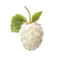 Half transparent raspberry with green leaves on a transparent background highlights its unique color and texture, half transparent raspberry on transparent background png