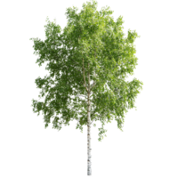 Isolated summer green birch tree with vibrant leaves perfect for naturethemed designs and backgrounds, Summer green birch tree, file of isolated object on transparent background png