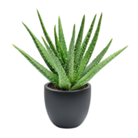 Aloe vera plant with an intriguing curve displayed in a transparentcolored pot against a transparent background, Aloe vera plant with interesting curve isolated png