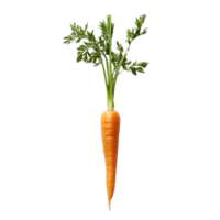 Freshly harvested carrot with green tops isolated on a clean transparent background ready for healthy meals and snacks, Fresh carrots on a transparent background png
