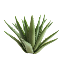 Aloe vera plant with movement captured in a clean transparent background setting, Aloe Vera with movement isolated png