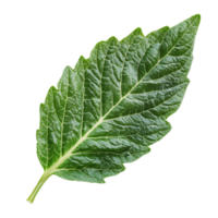 Isolated tomato leaf showcasing intricate details against a clean transparent background for botanical study and reference, Tomato leaf isolated on transparent background png