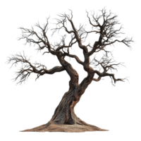 Lonely old tree with twisted branches isolated against a transparent background, Old tree isolated on transparent background png