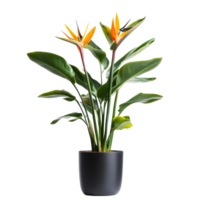Elegant bird of paradise plant in a stylish pot set against a bright transparent background, Bird of paradise plant with pot isolated transparent background png