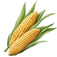 Fresh corn on the cob with vibrant green husk displayed against a transparent transparent background, Corn isolated on transparent png