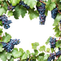 Fresh organic grape vines with ripe clusters on a clean transparent background showcasing natures bounty, Fresh organic grape with leaves on transparent background png