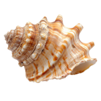 A beautifully patterned seashell isolated on a transparent background, showcasing its intricate texture and natural colors, Isolated seashell on transparent background png