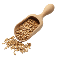 Barley grains in a wooden scoop against a transparent background for culinary or agricultural uses, Barley Grains tn the scoop Isolated on transparent background png