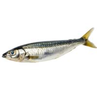 Sardine fish isolated on a transparent background showcasing its shiny scales and streamlined body, a sardine fish isolated on transparent background png