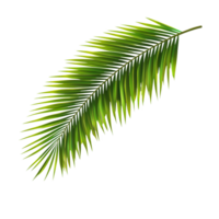A vibrant green palm leaf casting a distinct shadow on a transparent background showcasing its intricate details, green leaf of palm tree with shadow on transparent background file png