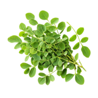 Fresh moringa leaves displayed on a transparent background, highlighting their vibrant green color and health benefits, Moringa herbs on transparent background png