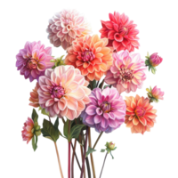 A vibrant bouquet of dahlia flowers showcasing exquisite colors and textures against a minimalistic background, dahlia Flowers Floral Bouquets flowers with transparent background png