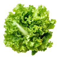Fresh green frillies iceberg lettuce showcasing vibrant leaves on a crisp transparent background, green frillies iceberg lettuce on transparent background png
