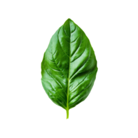 Fresh organic green basil leaf on a transparent background showcasing its vibrant color and distinct texture, Fresh organic green basil leaf transparent background. Basil leaves transparent background png