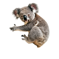 Koala perched on a branch against a transparent background showcasing its unique features and habitat, koala on a branch isolated transparent background png