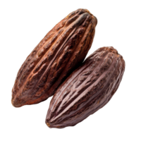 Ripe cocoa fruits display their rich texture and earthy colors against a clean transparent background, ripe cocoa fruits isolated on transparent background png
