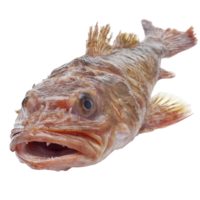 Fresh monkfish displayed on a transparent background, showcasing its unique features and texture, Monkfish on transparent background png