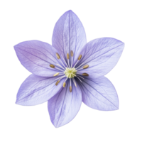 Beautiful spring starflower in soft purple color captured from above in a simple isolated view, Single spring starflower flower top view isolated on transparent background png