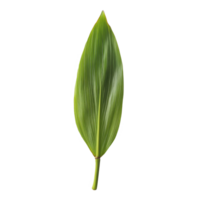 Fresh pandan leaf displayed on a clean transparent background showcasing its vibrant green hue and unique texture, pandan leaf on transparent background png