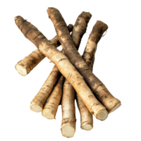 Fresh burdock roots harvested and arranged on a transparent background for culinary use and medicinal benefits, Fresh Burdock roots on transparent background png