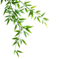 Lush green bamboo leaves gracefully extending on a pristine transparent background, creating a serene and calming effect, Green bamboo leaves on transparent background png
