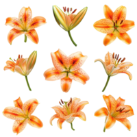 A beautiful top view of a vibrant single tiger lily flower, showcasing its intricate petals and striking colors in natural light, Single tiger lily flower top view isolated on transparent background png