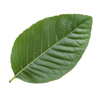 Isolated guava leaf showcasing its vibrant green color and textured surface against a transparent background, guava leaf isolated on transparent background png
