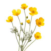 Beautiful buttercup flowers arranged artistically on a transparent background for a vibrant and fresh look, Buttercup flowers isolated on transparent background cutout png