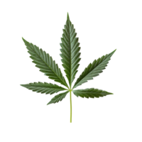 A detailed cannabis leaf rests on a pristine transparent background showcasing its unique features and vibrant green color, cannabis leaf on transparent background png